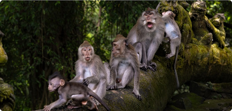 Ubud Monkey Forest